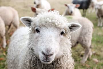 En Australie, la fermeture des frontières perturbe la saison de la laine