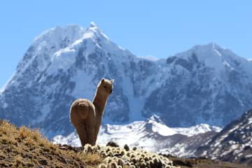 This is the incredible Andean worldview behind the alpaca