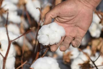 Estados Unidos extiende su prohibición al algodón chino ante evidencias de prácticas esclavistas