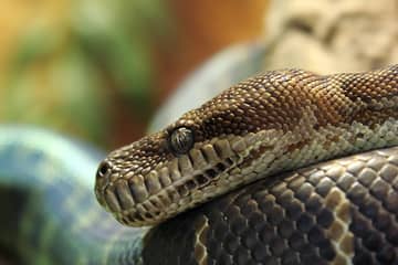 Peta: In Vietnam werden Schlangen «aufgeblasen» und lebendig gehäutet