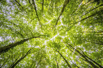 Podcast: Founder of Neem London Nick Reed on sustainability and reducing carbon footprints