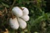 Mango is making advances in sustainability and for the first time will use regenerative cotton in products on sale in 2024