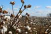 Better Cotton Council welcomes new appointments