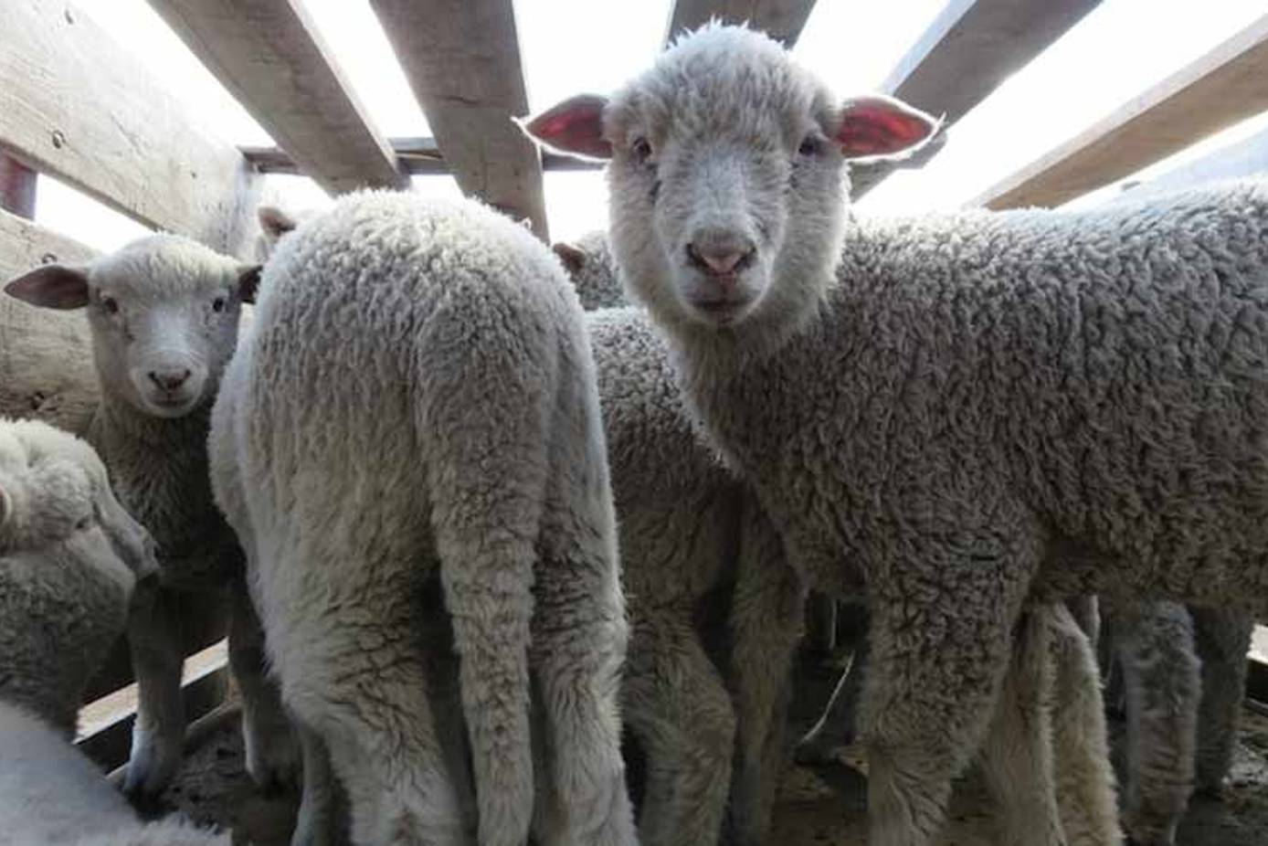 The Merino Wool Farms, Argentina