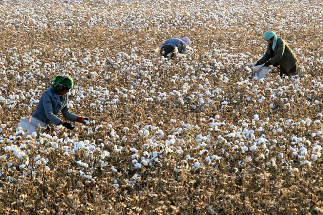 Campo de algodón en Xinjiang. Credits: Imagen vía Ecotextile.