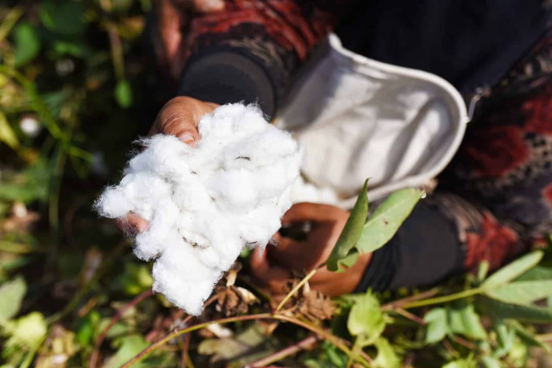 Un agricultor sostiene unos ovillos de algodón egipcio recién recolectado.