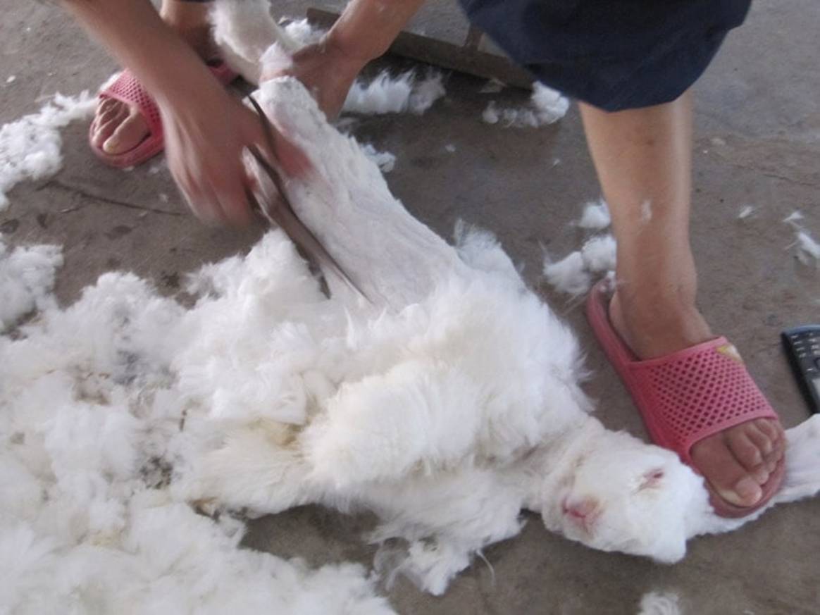 The problem with 'humane' certified fur and angora