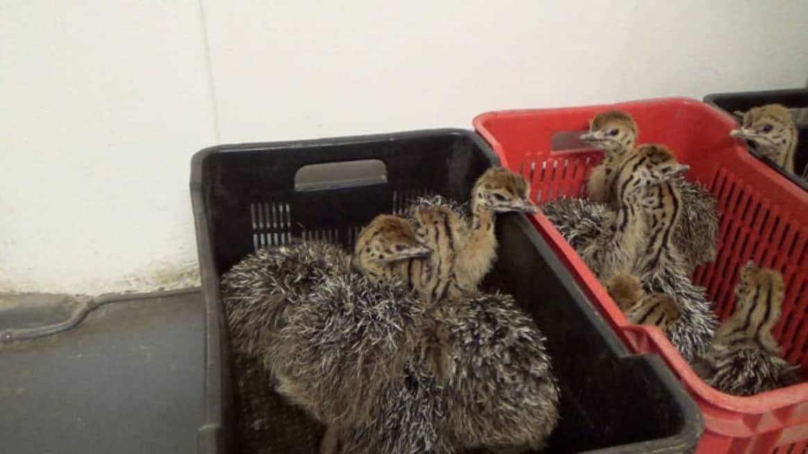PETA reveals abuse at Ostrich suppliers for Prada and Hermès