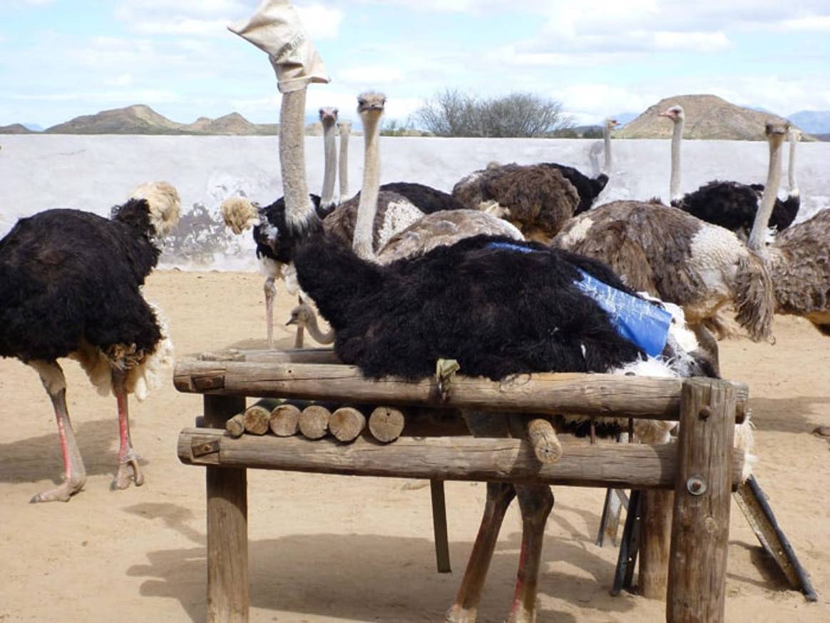 PETA reveals abuse at Ostrich suppliers for Prada and Hermès