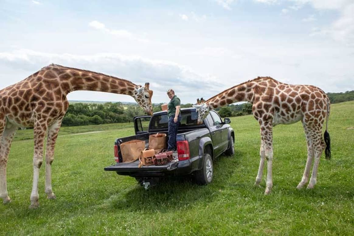 In Pictures: Cambridge Satchel Company giraffe collection