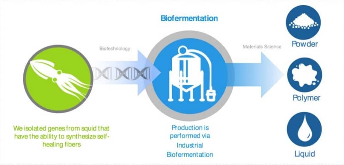 Sustainable textile innovations: self-healing fibres made out of squid genes