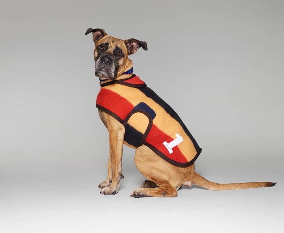 Fashion names design canine couture for charity