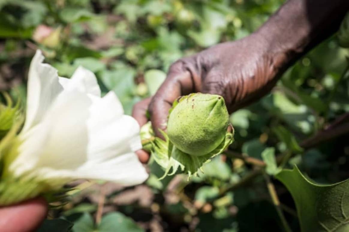 Rising Demand for Cotton made in Africa: More than 100 million textiles carry the label