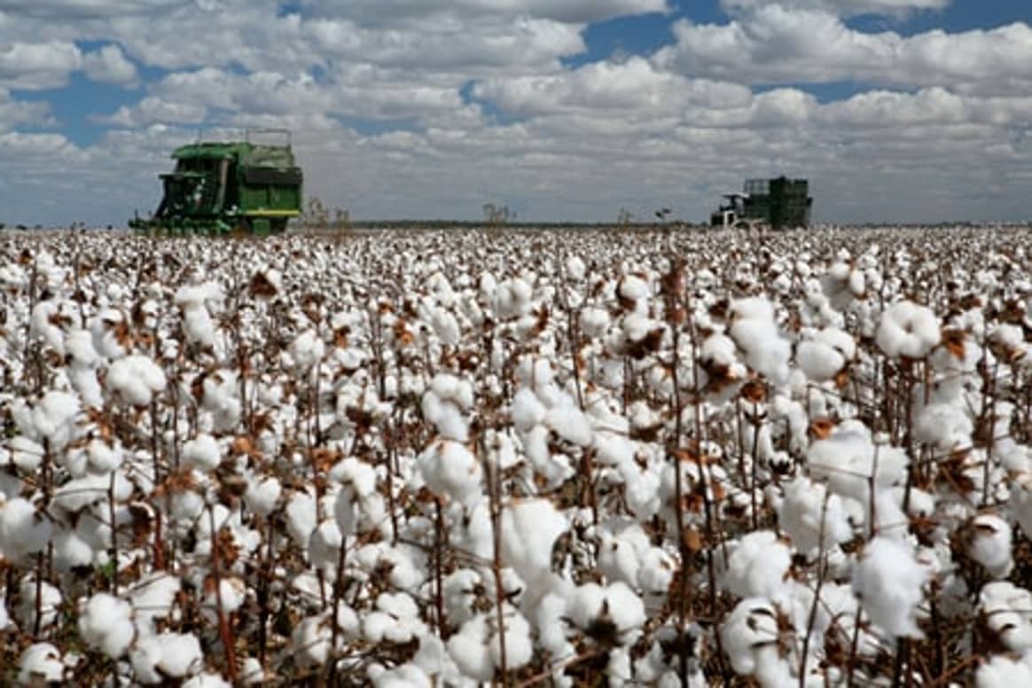 Cotton prices down to a 21-month low