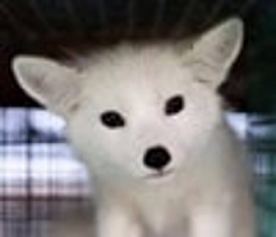 Burberry: dierenvrienden bieden 20.000 euro voor bontkraag-vos