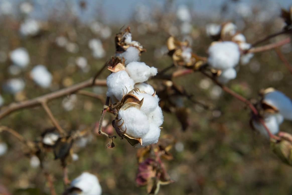 Primark targets 100 percent sustainable cotton