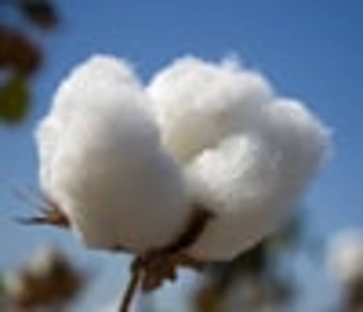 Wholesale cotton clothing prices to rise