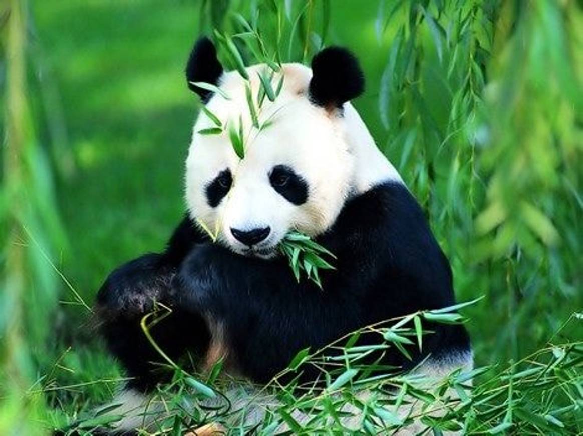 Coolen over China - Alle Panda’s op een Chopstick!