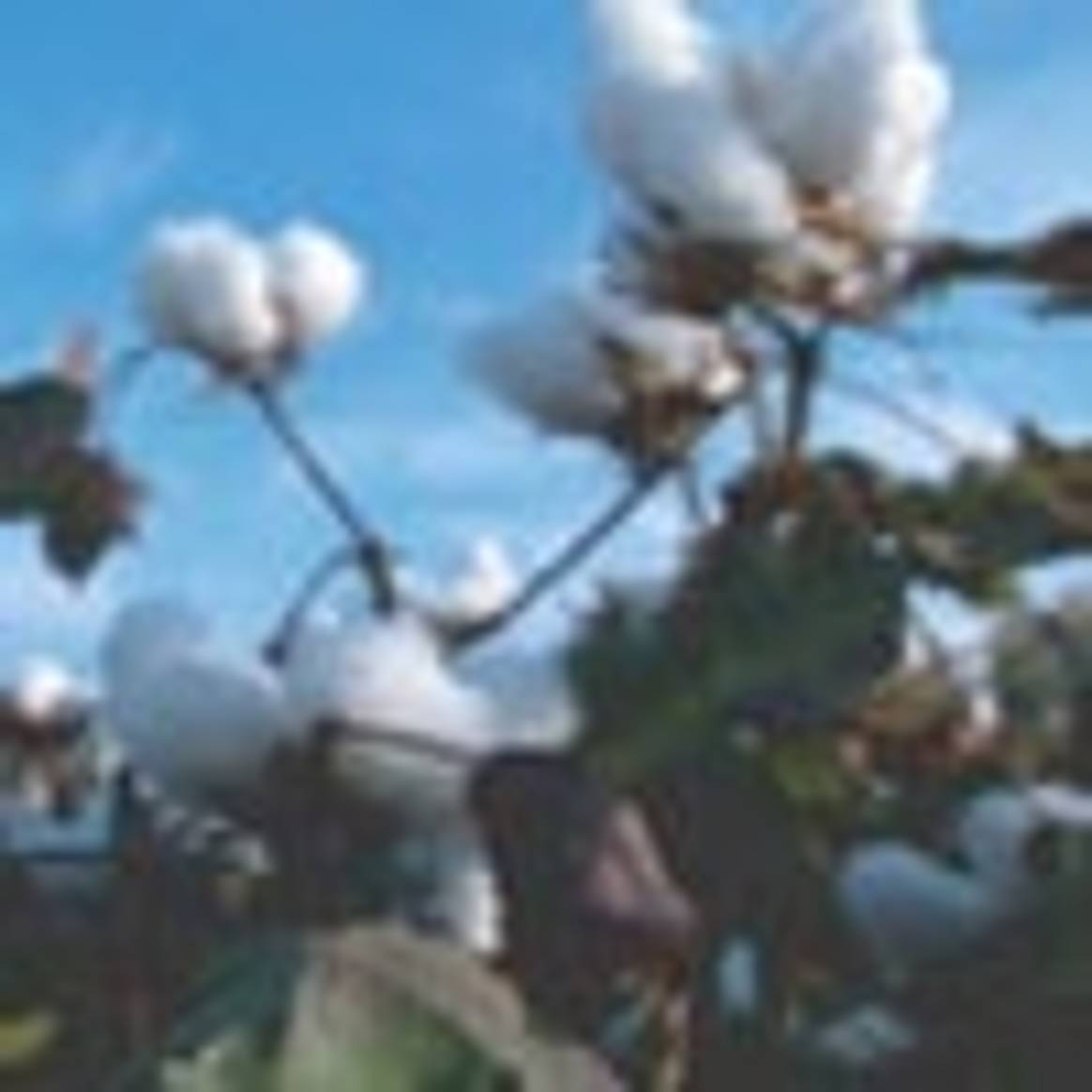 Producción de algodón orgánico crecerá pese a crisis