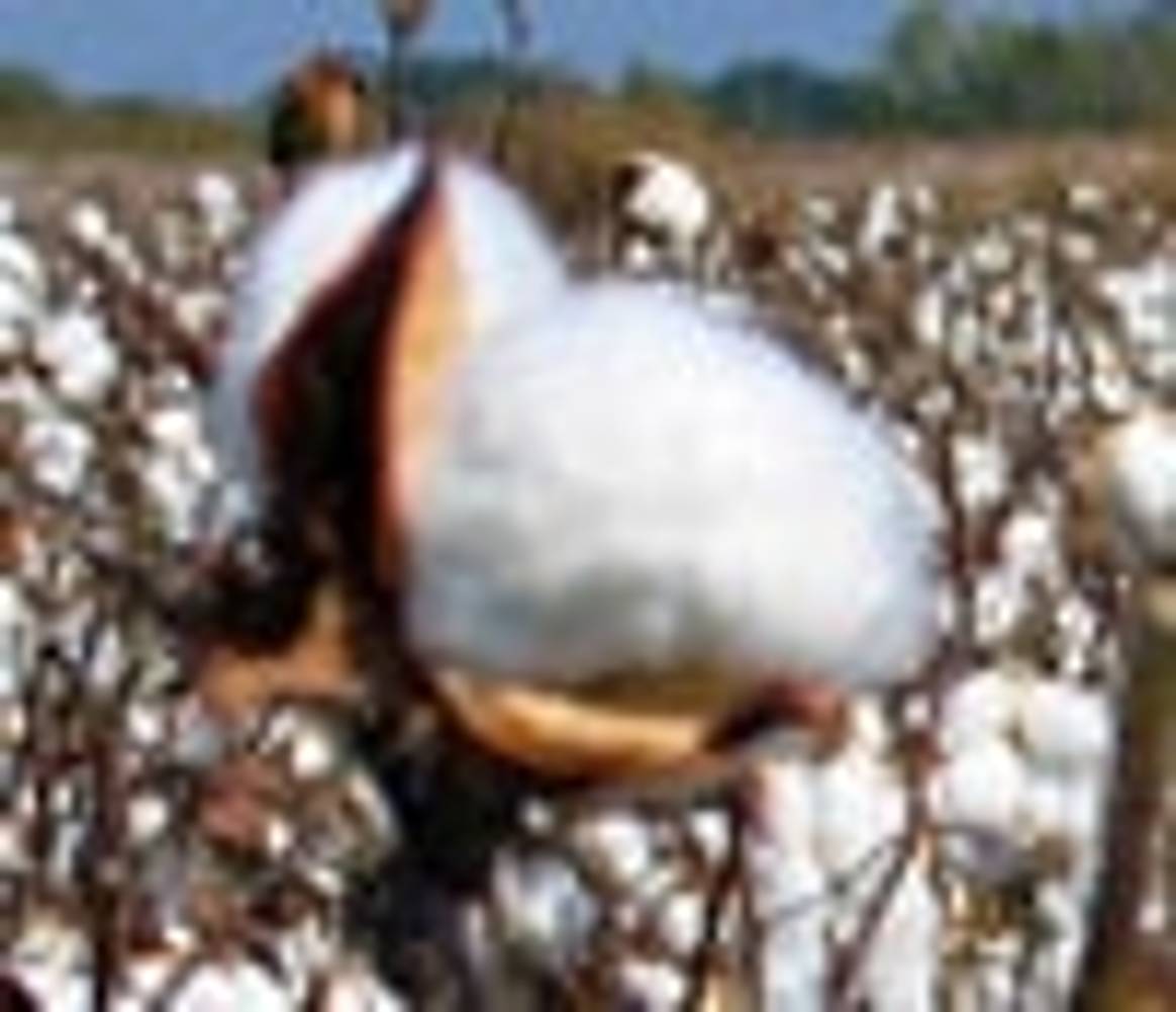 Futuros del algodón caen a mínimo de dos semanas