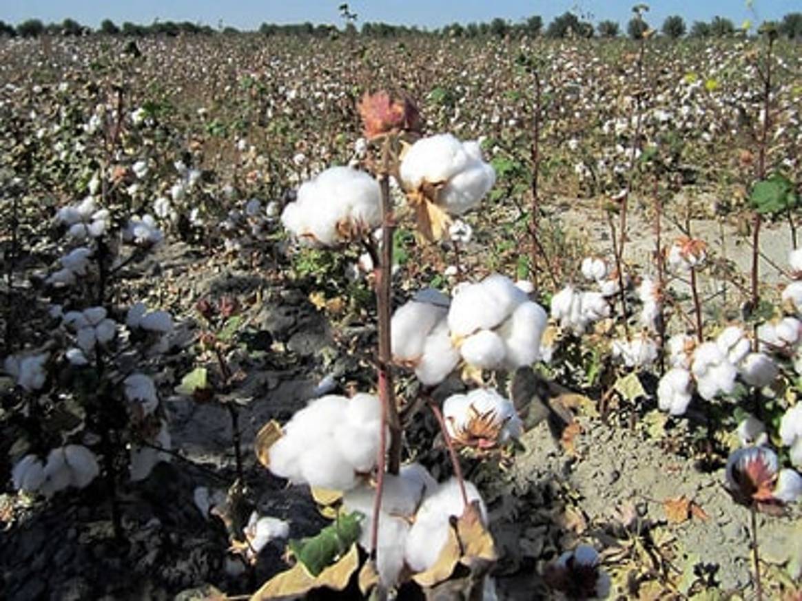 Bio-Baumwolle: Produktionsrückgang trotz großer Nachfrage