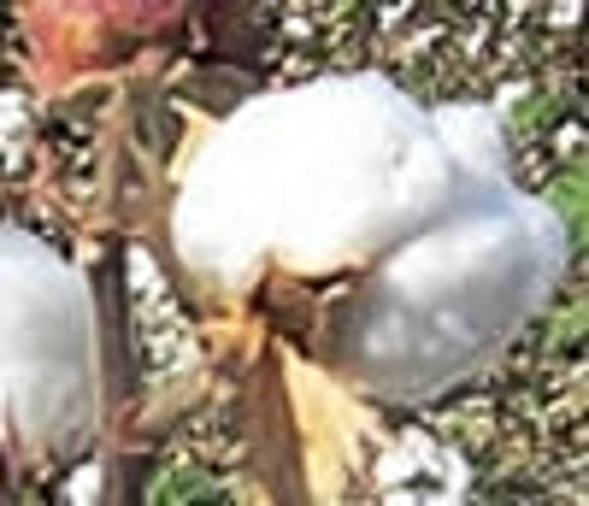 Bio-Baumwolle: Produktionsrückgang trotz Nachfrage