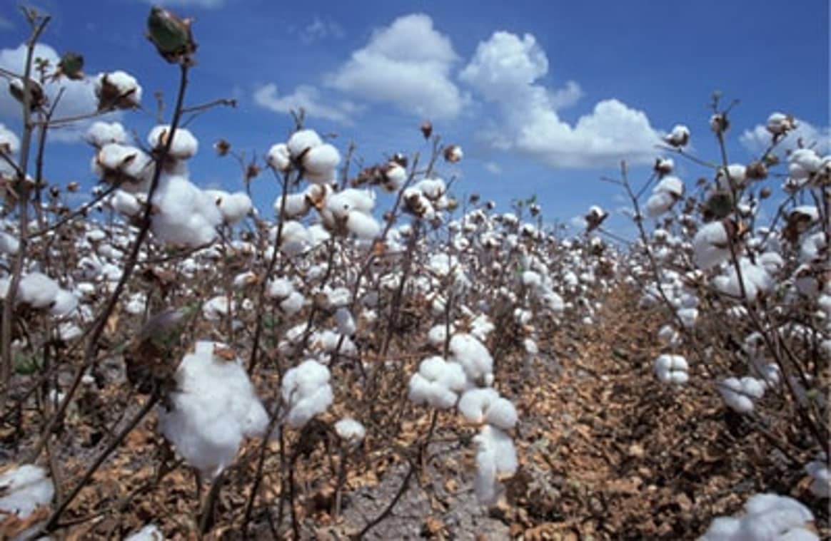Moda brasileña produce en Perú atraída por su algodón