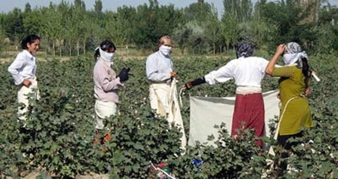Usbekistan: Baumwollboykott gegen Kinderarbeit