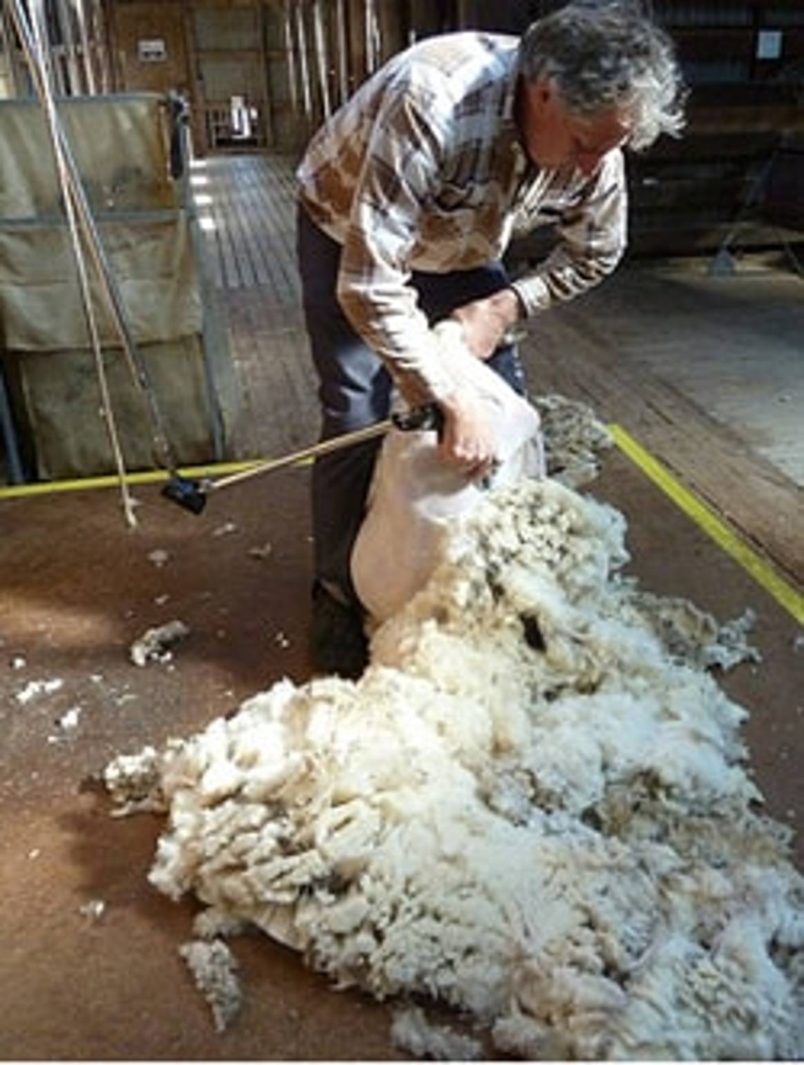 Australische Wolle bald ‘Out of Vietnam’