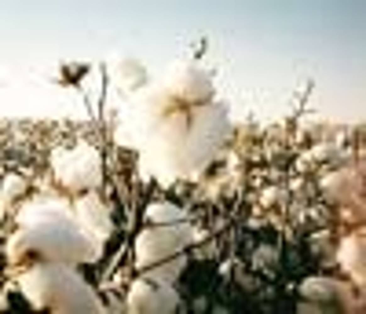 Cotton stock at all-time high