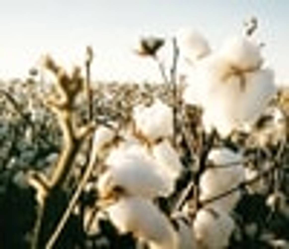 Récord histórico en el stock de algodón