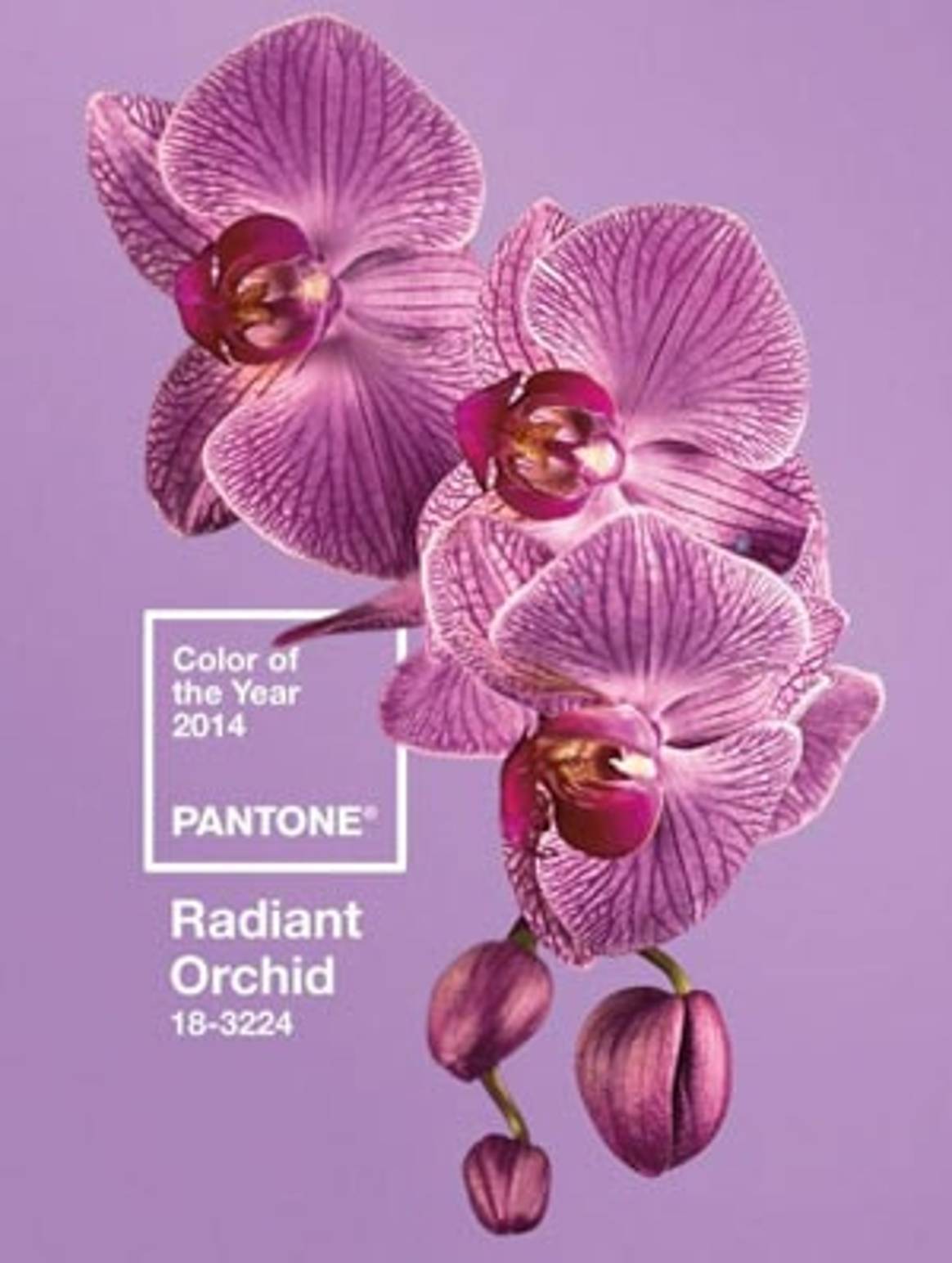 Orquídea Radiante: el color de moda del 2014