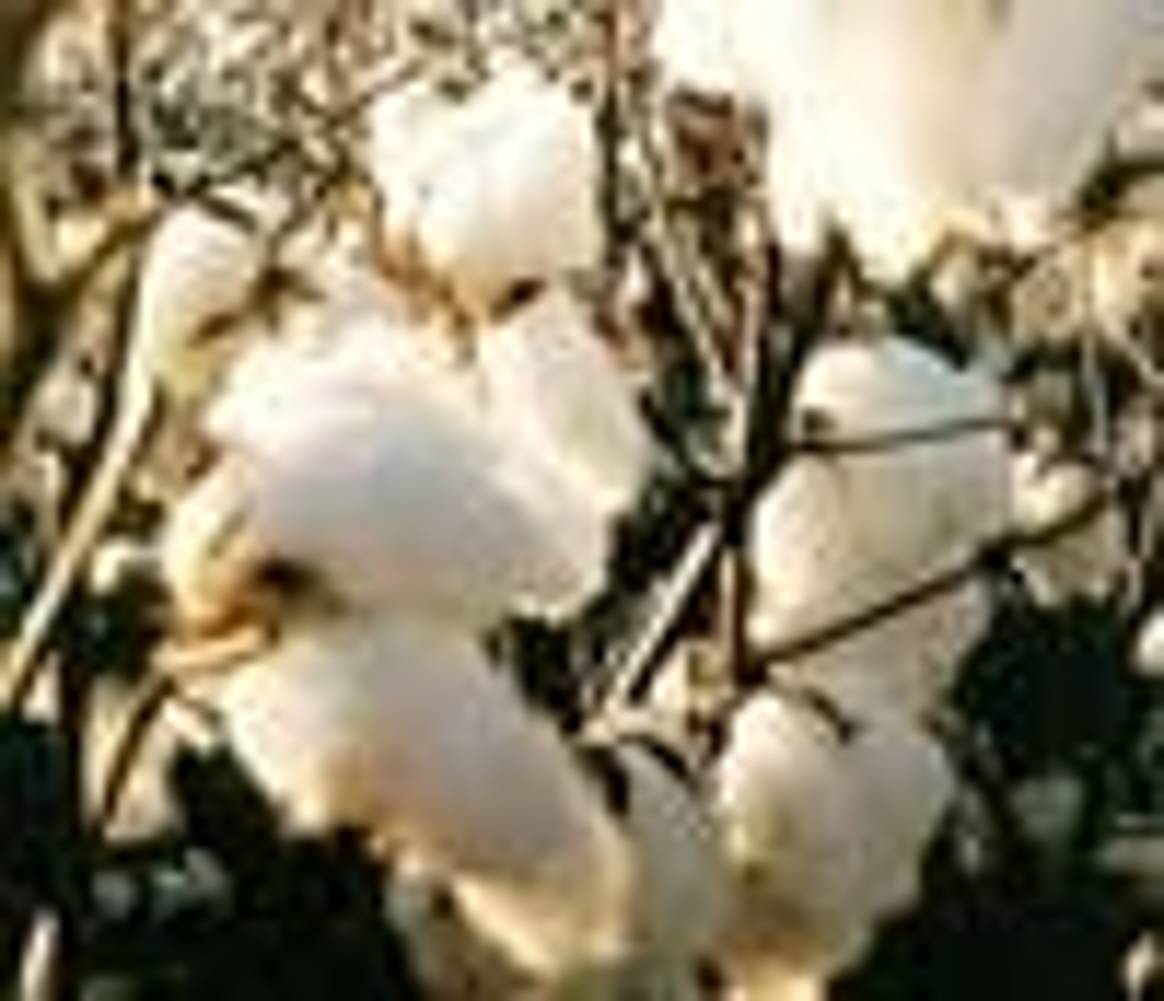 Record historique de stock de coton