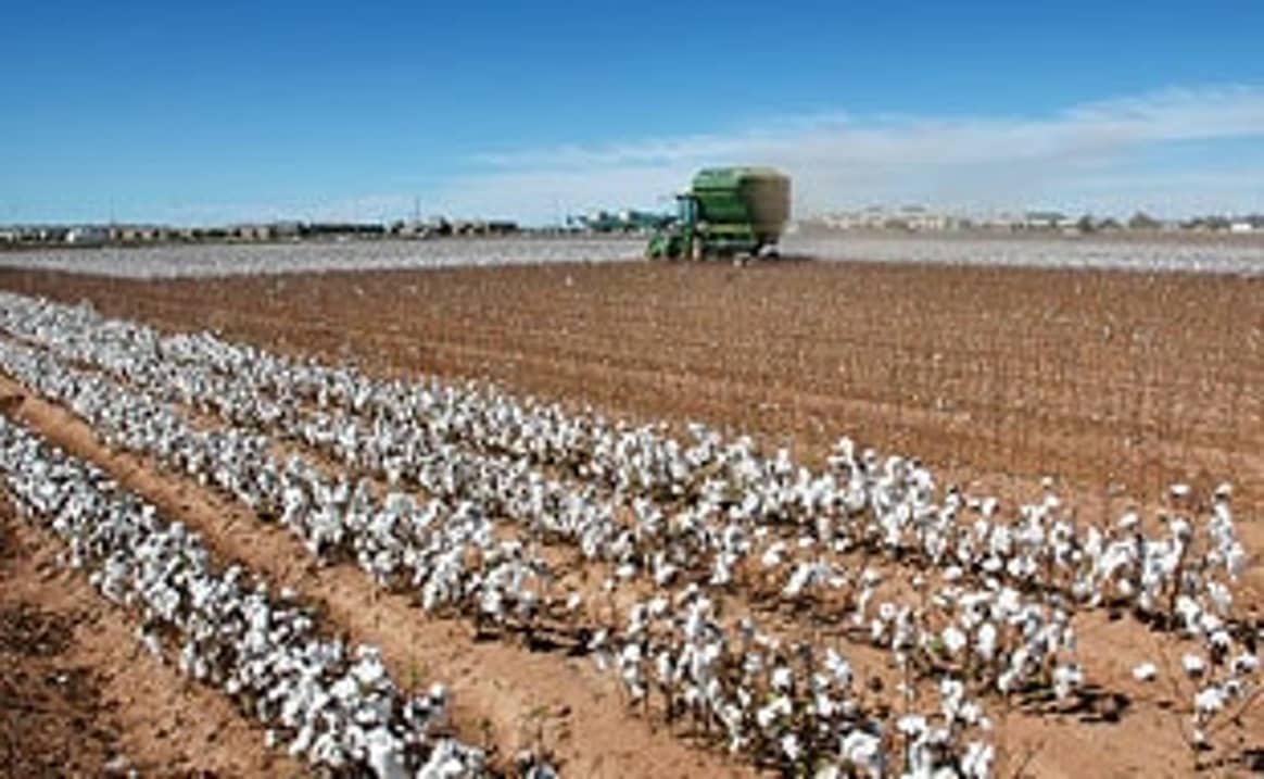 Cotton prices start 2014 high before sharp fall