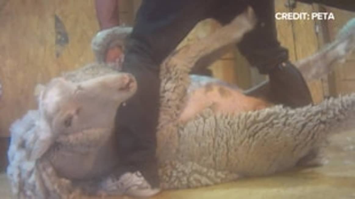 Tierquälerei bei der Schur: Peta ruft zum Boycott von Wolle auf