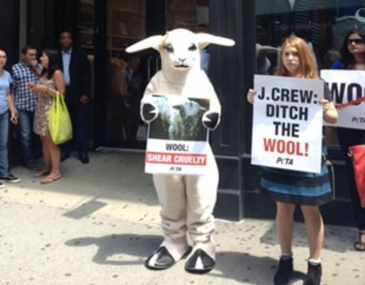 Peta calls for wool boycott after investigation reveals animal abuse
