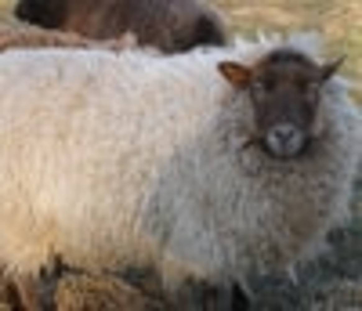 Tierquälerei bei der Schur: Peta ruft zum Boycott von Wolle auf