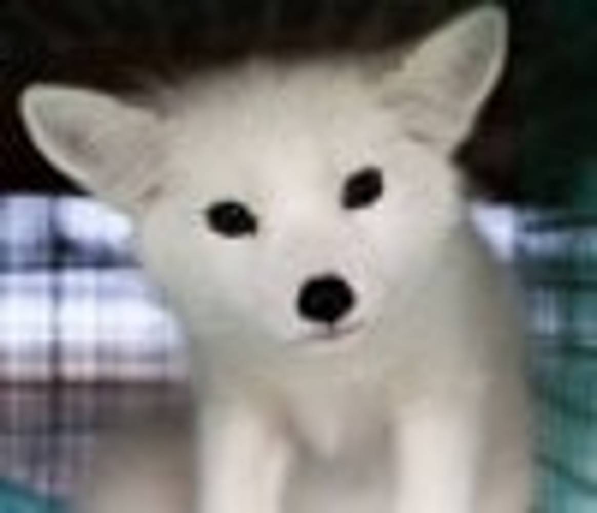 Burberry: Tierfreunde bieten 20.000 Euro für Pelzkragen-Füchse