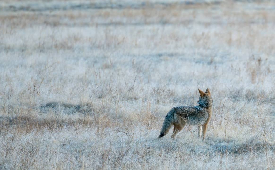 A coyote in its natural habit