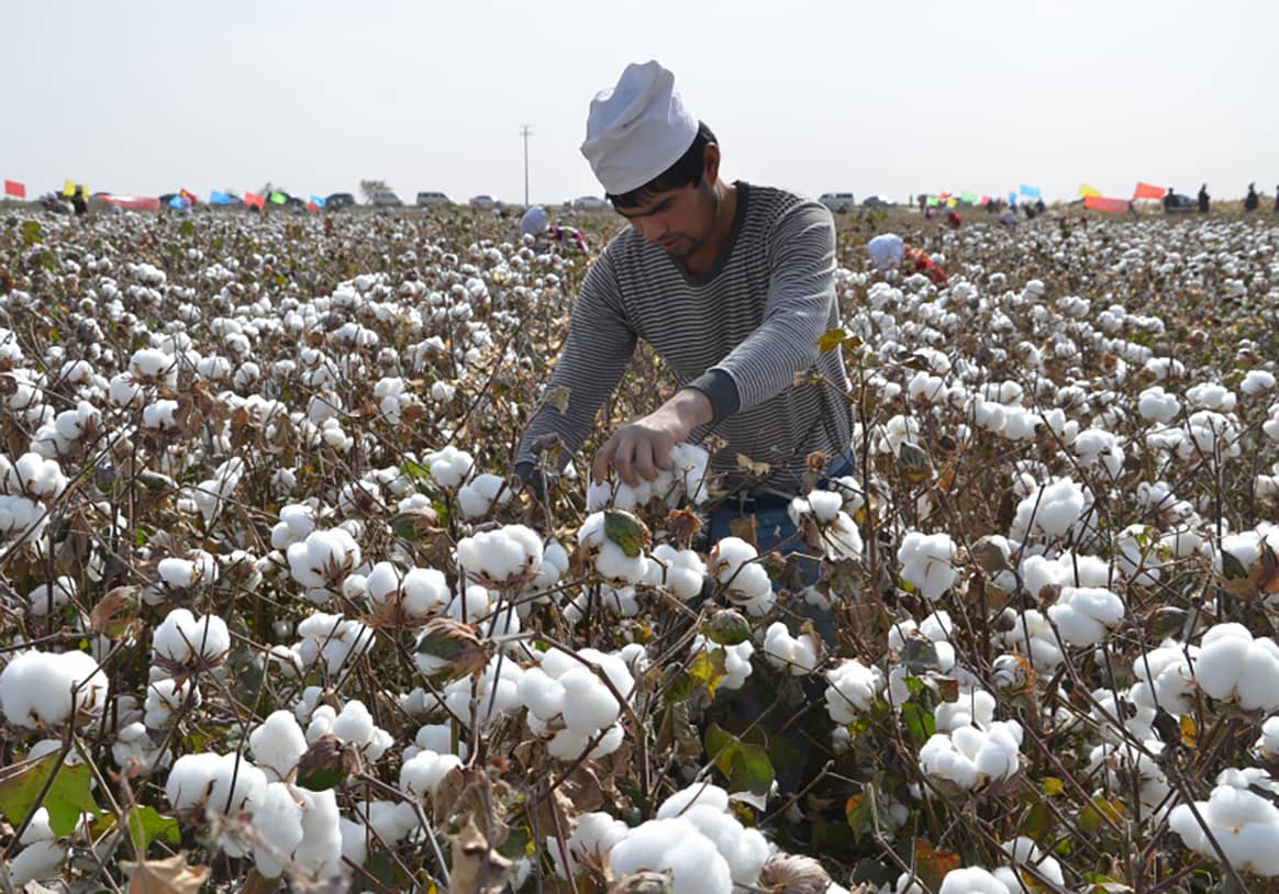 Photo Credits: Campo de algodón de Xinjiang. Ecotextile.