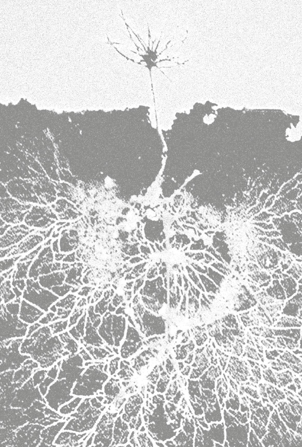 Roots surrounded by mycorrhizal fungal threads. Image edit by Pernille Winther, ArtEZ.