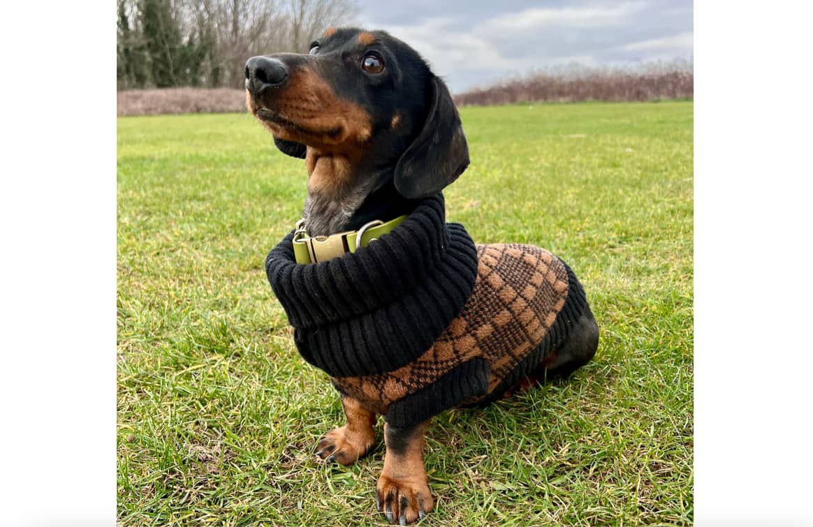 Black and brown argyle dog sweater. Credits: Wag & Wool