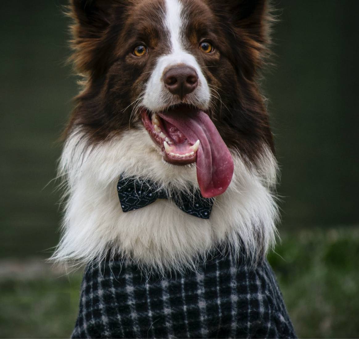 Border collie with bow and sweater. Credits: Robledo Rafael Andrade / Pexels
