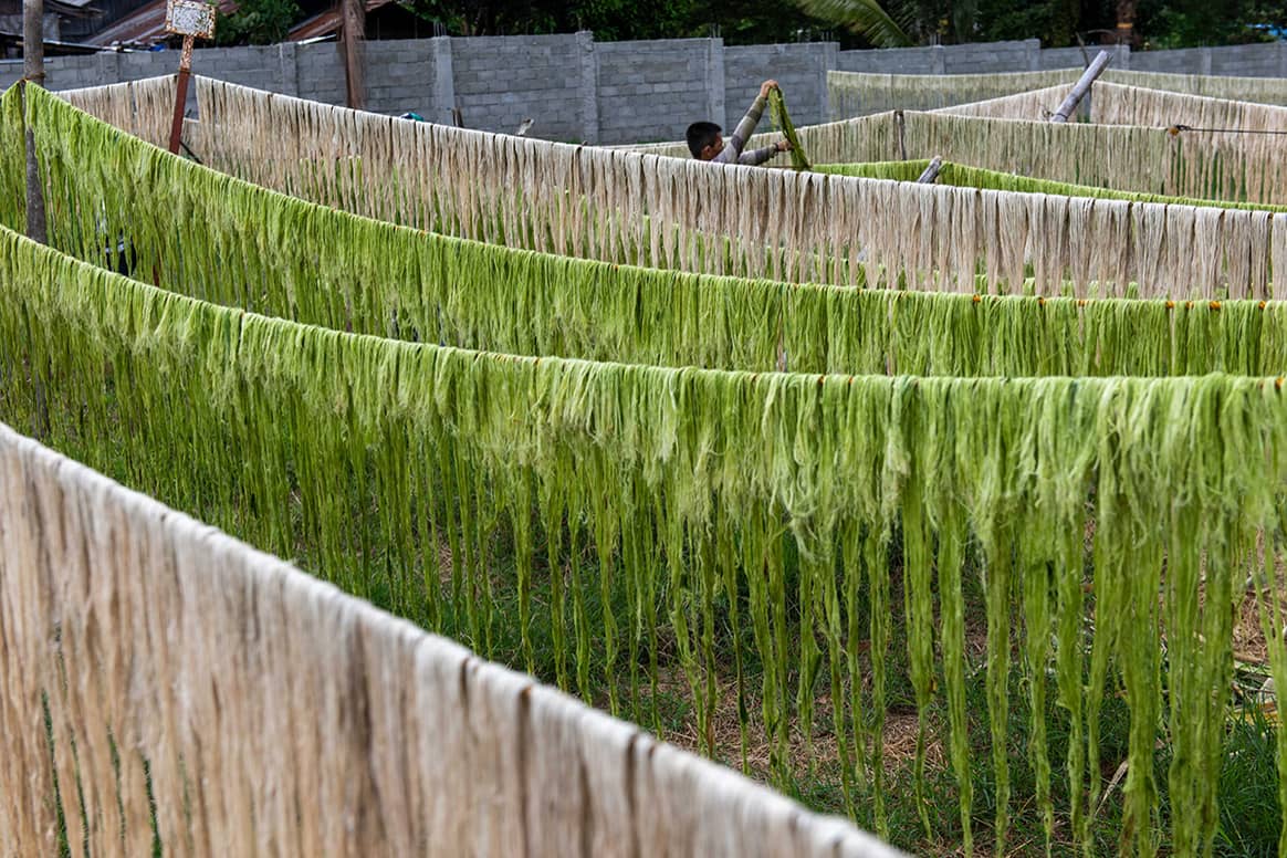 Proceso de secado de las hojas de la planta de la piña empleadas como materia prima para los textiles de nueva generación de Ananas Anam.