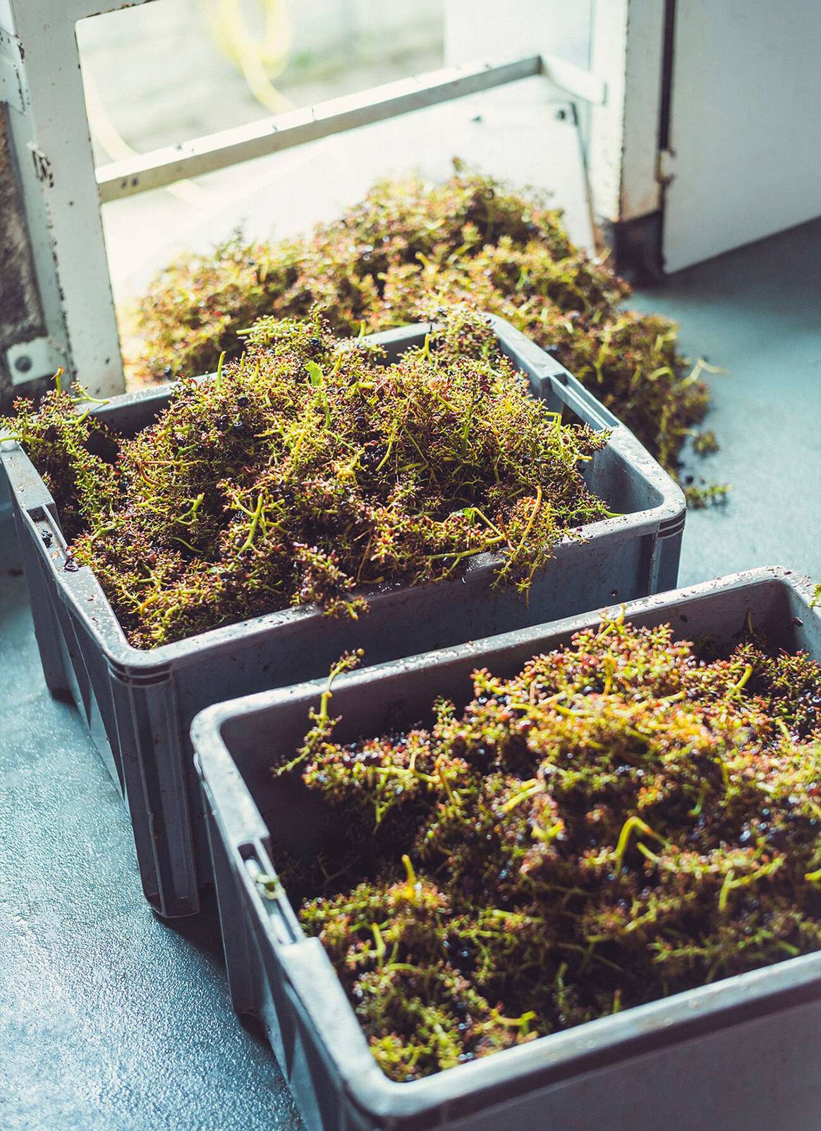 Desechos orgánicos de la vendimia de los viñedos de Veuve Clicquot.