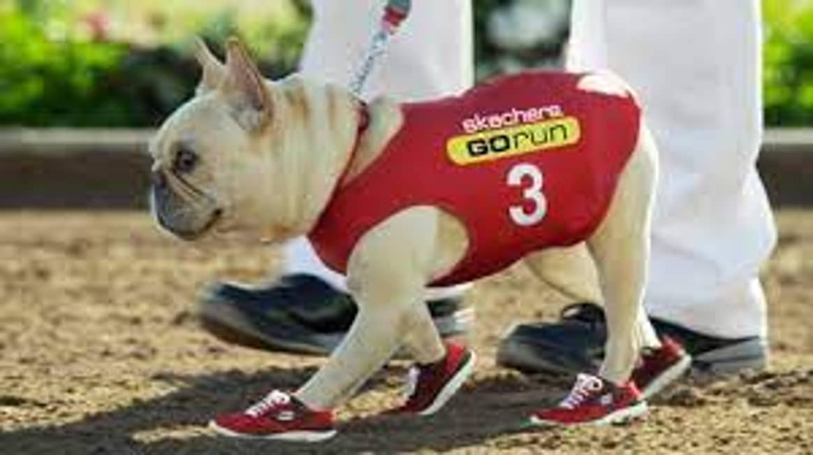 Mr. Quiggly in Skechers' 2012 Super Bowl ad.