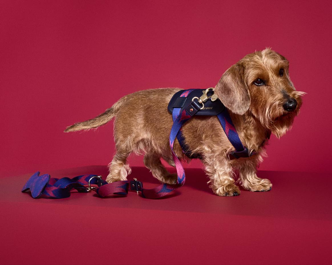Giorgio Armani lanciert eine Kollektion für Hunde.