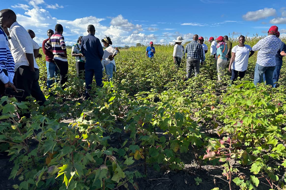 Leden van de African Cotton Foundation Innovations Club, nemen deel aan een trainingsdag op een katoenveld in een landelijk gebied van Tanzania.