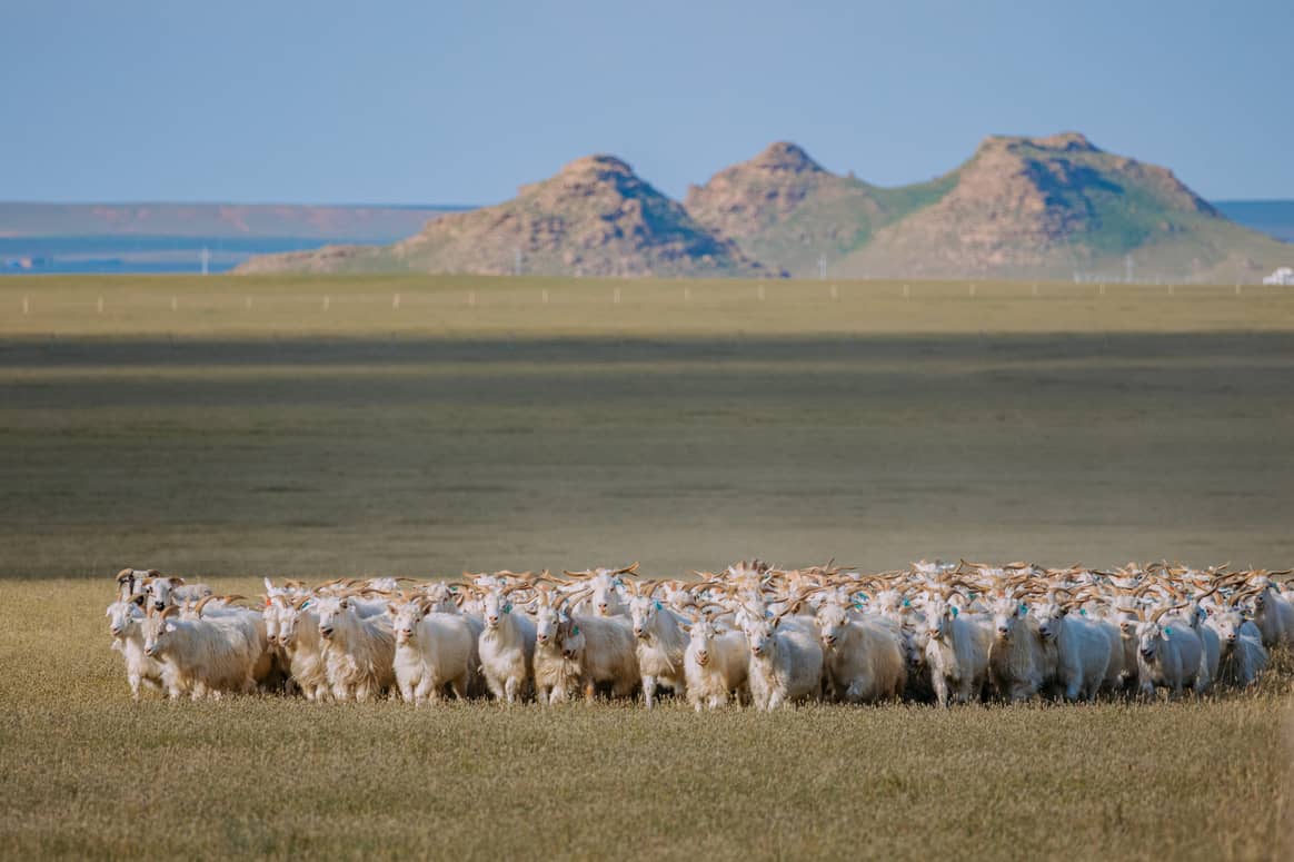 Cashmere goats in Inner Mongolia.