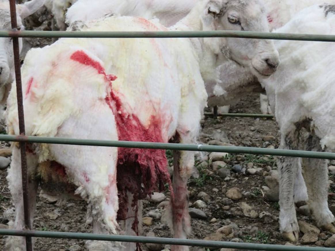 Patagonia cuts ties with wool supplier Ovis 21 following PETA exposé